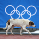 Illustration for article titled The Dogs Of Sochi
